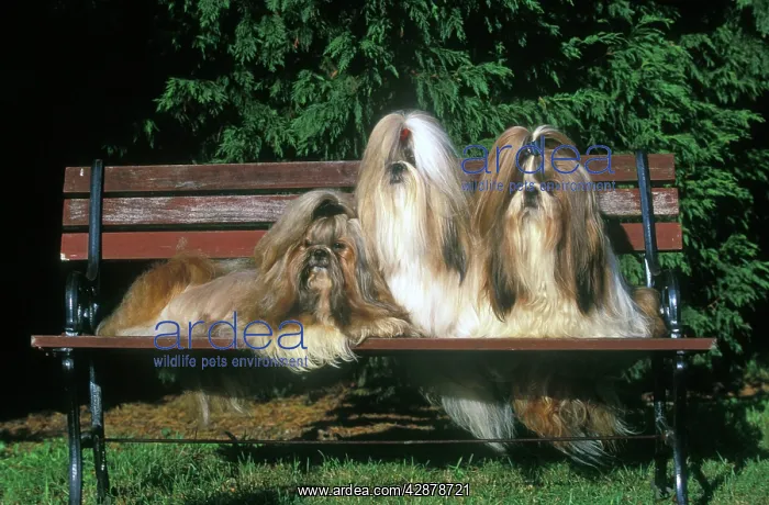  : Shih-tzu Dogs - 3 together sitting on park bench