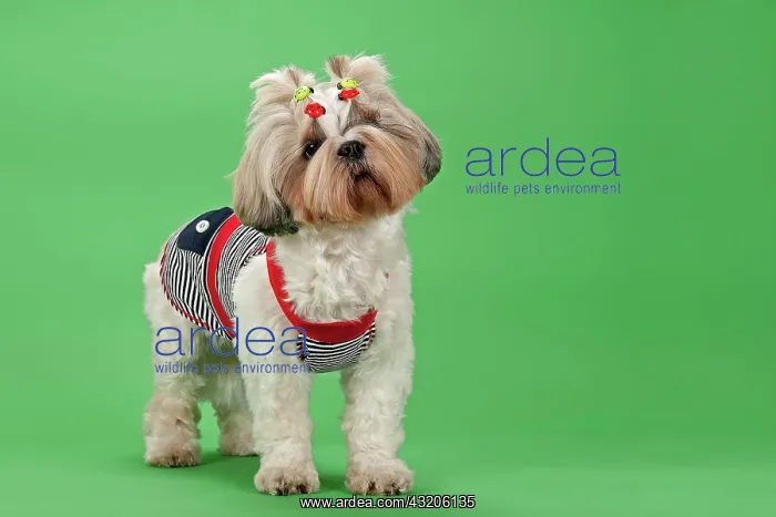 : Shih Tzu, female, 3 years, colour white gold, wearing : Shih Tzu, female, 3 years, colour white gold, wearing