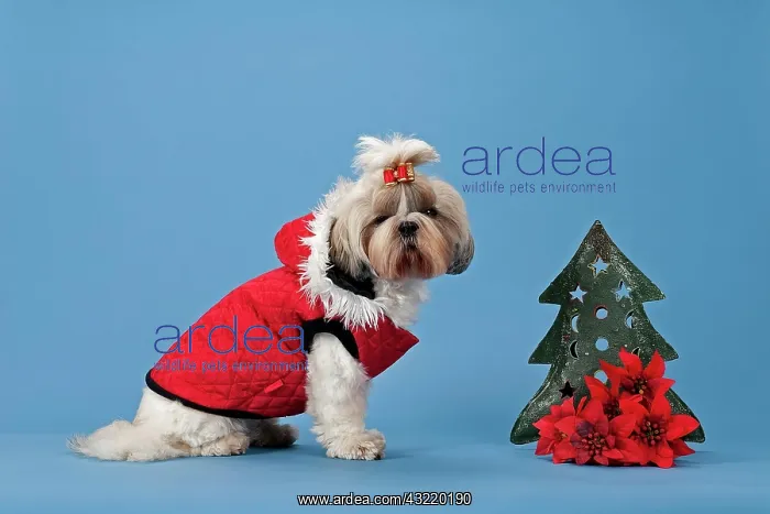 : Shih Tzu, female, with dog clothing and Christmas : Shih Tzu, female, with dog clothing and Christmas