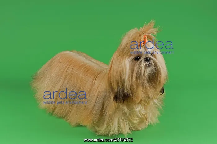 : Shih Tzu female, prepared for an exhibition : Shih Tzu female, prepared for an exhibition