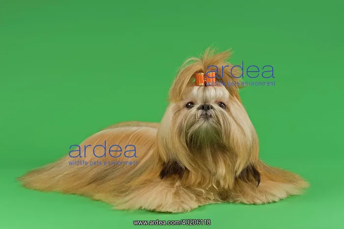 : Shih Tzu, female, prepared for exhibition : Shih Tzu, female, prepared for exhibition