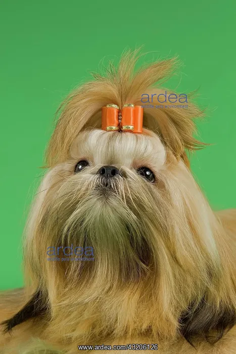 : Shih Tzu female, prepared for an exhibition : Shih Tzu female, prepared for an exhibition