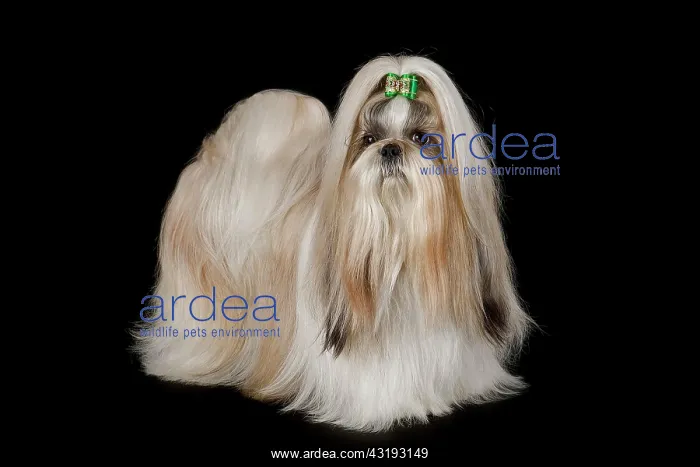 : Shih Tzu, female, prepared for an exhibition Shih-Tzu : Shih Tzu, female, prepared for an exhibition Shih-Tzu