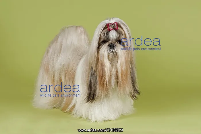 : Shih Tzu female, prepared for an exhibition Shih-Tzu : Shih Tzu female, prepared for an exhibition Shih-Tzu