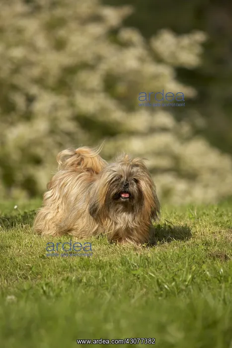 : Shih Tzu in a garden : Shih Tzu in a garden