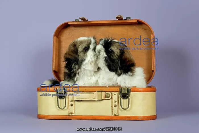 : Two Shih Tzu puppies, 10 weeks, gold white, in a : Two Shih Tzu puppies, 10 weeks, gold white, in a