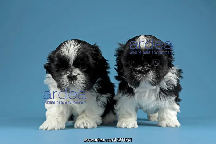 : Two Shih Tzu puppies, 4 weeks, black and white : Two Shih Tzu puppies, 4 weeks, black and white