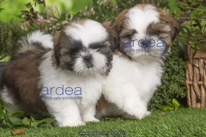 : Two Shih Tzu puppies outdoors in the garden : Two Shih Tzu puppies outdoors in the garden