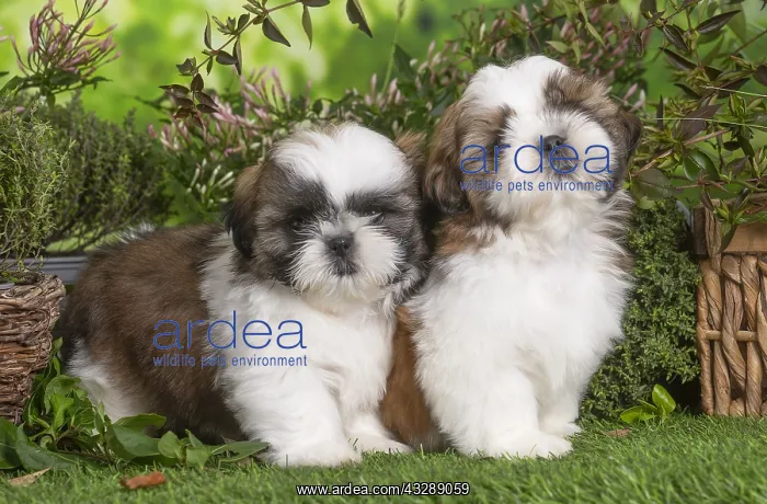 : Two Shih Tzu puppies outdoors in the garden : Two Shih Tzu puppies outdoors in the garden