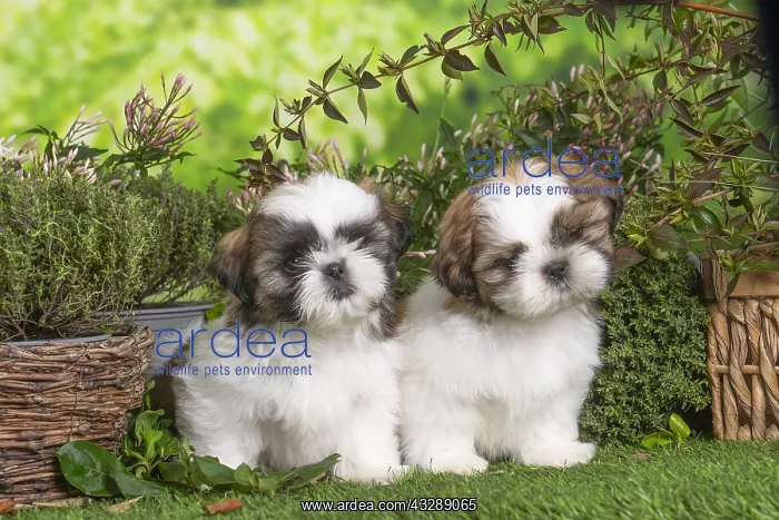 : Two Shih Tzu puppies outdoors in the garden : Two Shih Tzu puppies outdoors in the garden