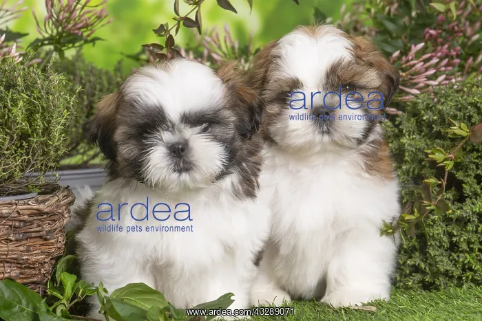 : Two Shih Tzu puppies outdoors in the garden : Two Shih Tzu puppies outdoors in the garden