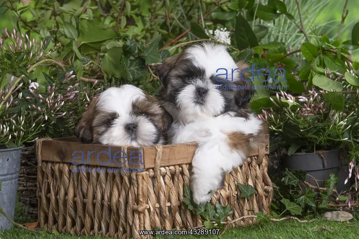 : Two Shih Tzu puppies outdoors in the garden : Two Shih Tzu puppies outdoors in the garden