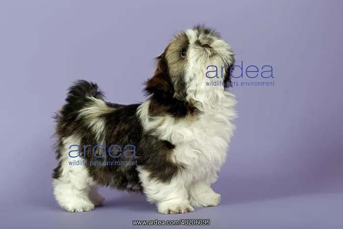 : Shih Tzu puppy, 10 weeks, Gold White Shih Tzu Welpe : Shih Tzu puppy, 10 weeks, Gold White Shih Tzu Welpe