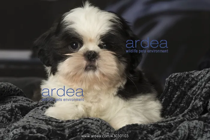 : Shih Tzu puppy indoors