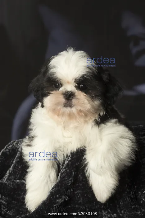  : Shih Tzu puppy indoors