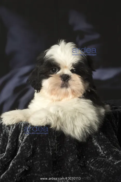  : Shih Tzu puppy indoors