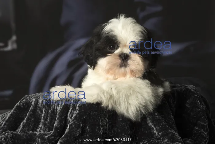  : Shih Tzu puppy indoors
