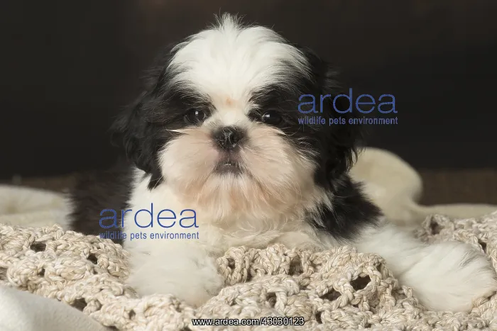  : Shih Tzu puppy indoors