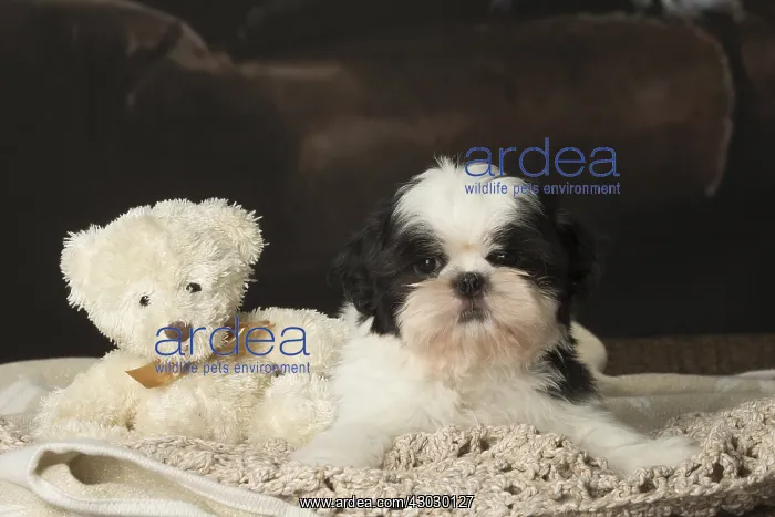  : Shih Tzu puppy indoors