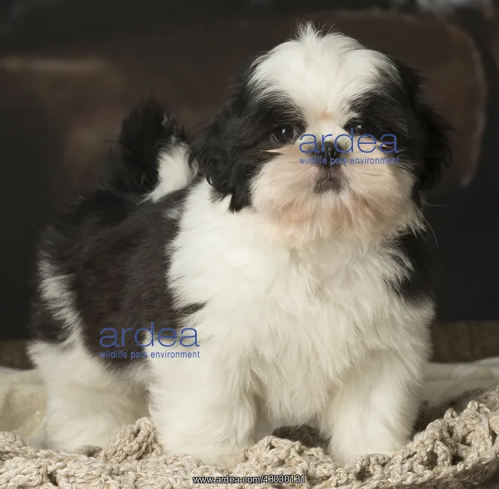  : Shih Tzu puppy indoors