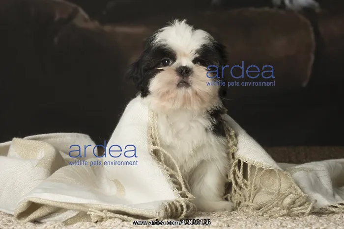  : Shih Tzu puppy indoors