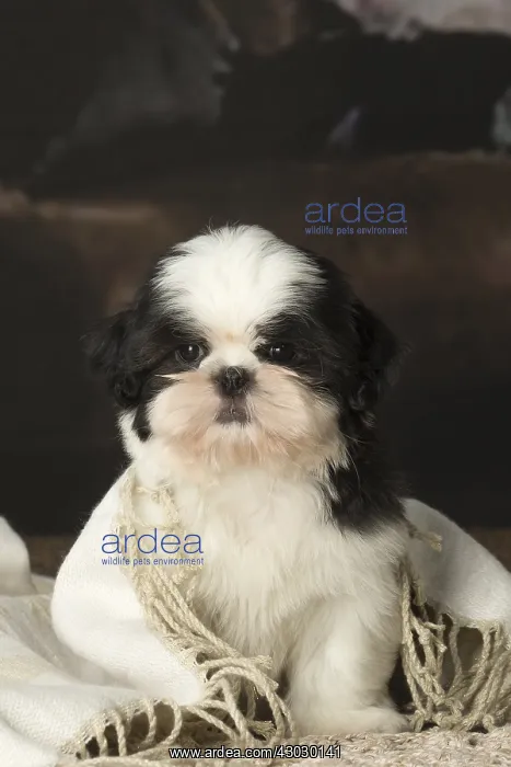  : Shih Tzu puppy indoors