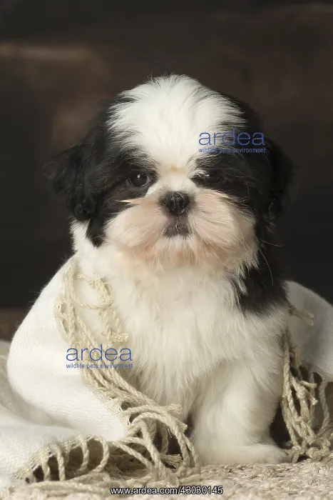  : Shih Tzu puppy indoors