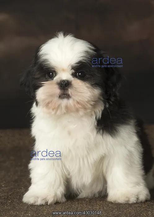  : Shih Tzu puppy indoors