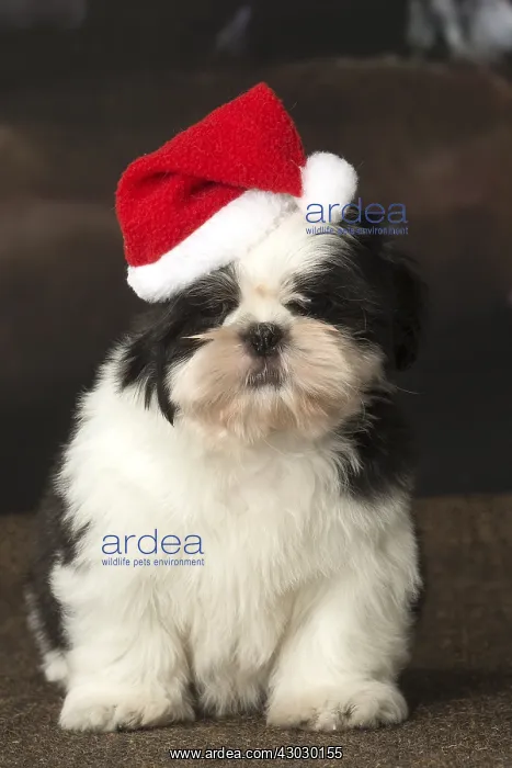  : Shih Tzu puppy indoors