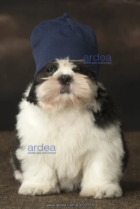  : Shih Tzu puppy indoors