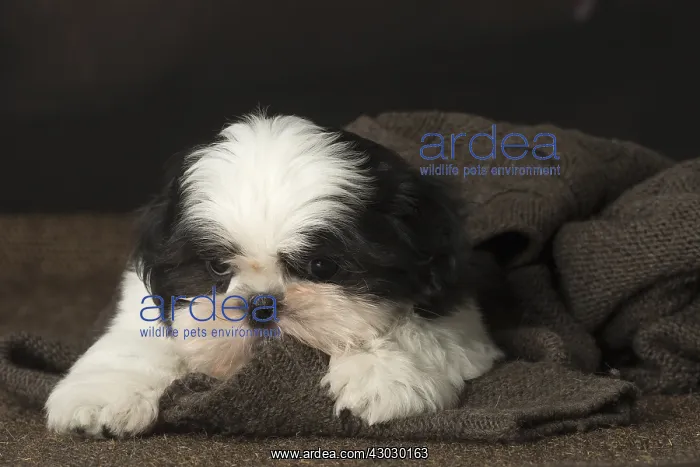  : Shih Tzu puppy indoors