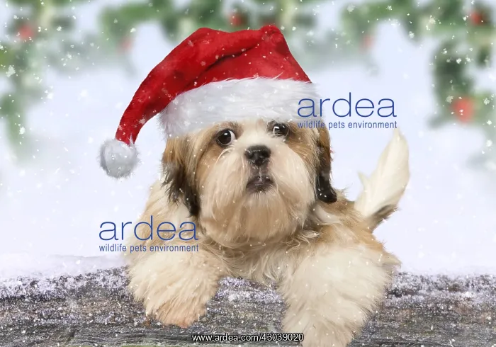 : Shih Tzu puppy leaning over snow covered log : Shih Tzu puppy leaning over snow covered log