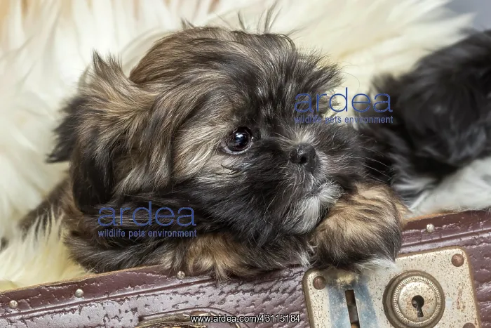 : Shih Tzu puppy show from old suitcase, 8 weeks : Shih Tzu puppy show from old suitcase, 8 weeks