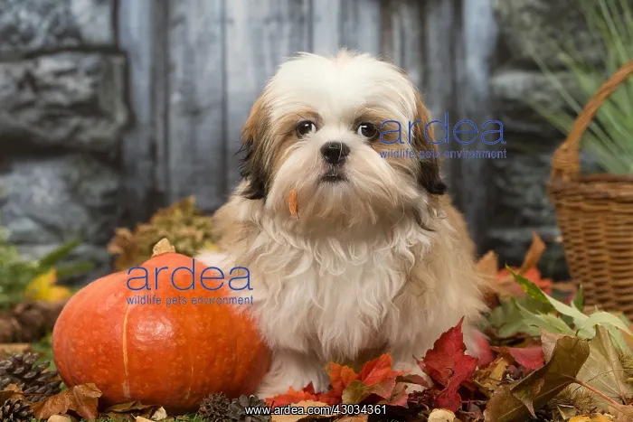 : Shih Tzu puppy outdoors in autumn : Shih Tzu puppy outdoors in autumn