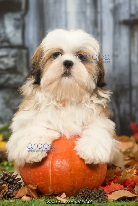 : Shih Tzu puppy outdoors in autumn : Shih Tzu puppy outdoors in autumn
