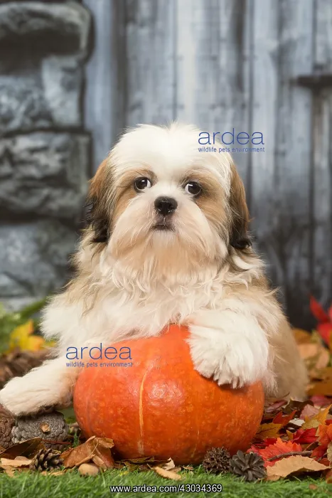 : Shih Tzu puppy outdoors in autumn : Shih Tzu puppy outdoors in autumn
