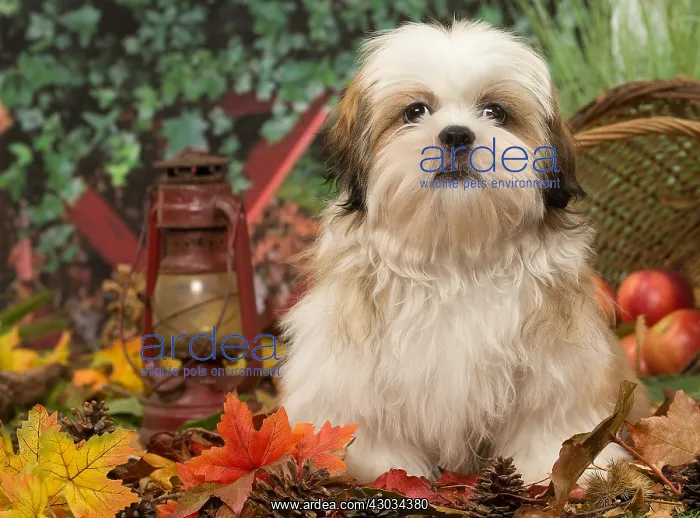  : Shih Tzu puppy outdoors in autumn
