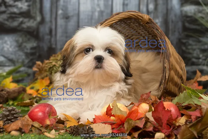  : Shih Tzu puppy outdoors in autumn