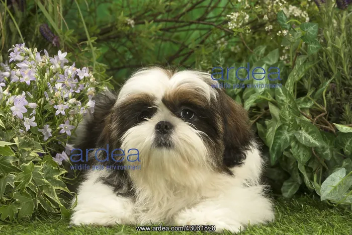  : Shih Tzu puppy outdoors in the garden