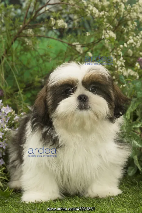  : Shih Tzu puppy outdoors in the garden