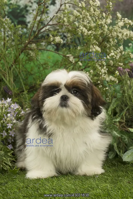  : Shih Tzu puppy outdoors in the garden