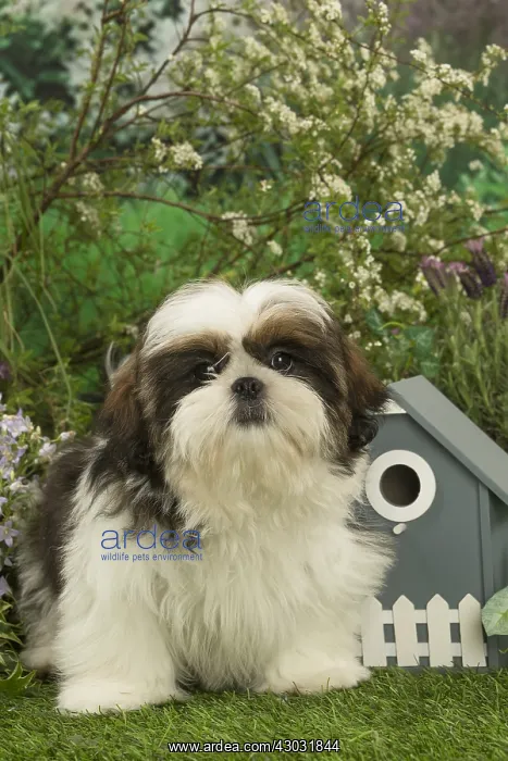  : Shih Tzu puppy outdoors in the garden