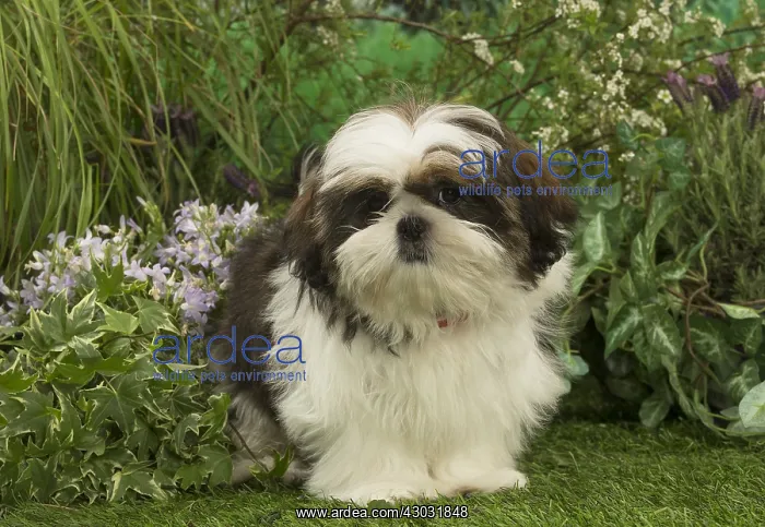  : Shih Tzu puppy outdoors in the garden