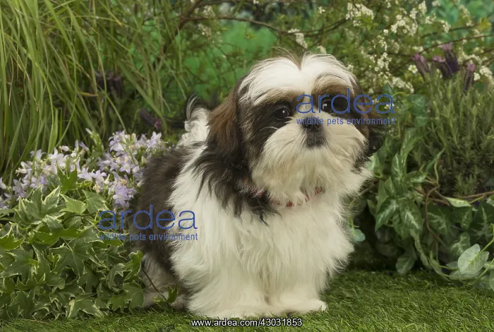  : Shih Tzu puppy outdoors in the garden