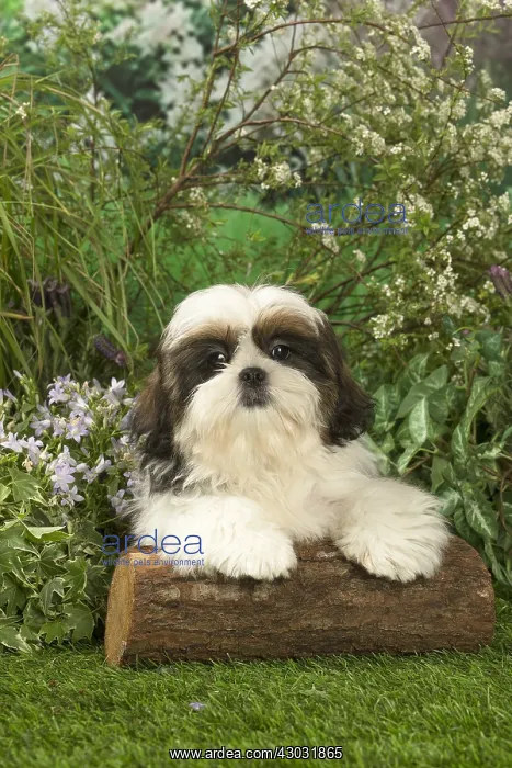  : Shih Tzu puppy outdoors in the garden