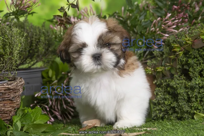 : Shih Tzu puppy outdoors in the garden : Shih Tzu puppy outdoors in the garden