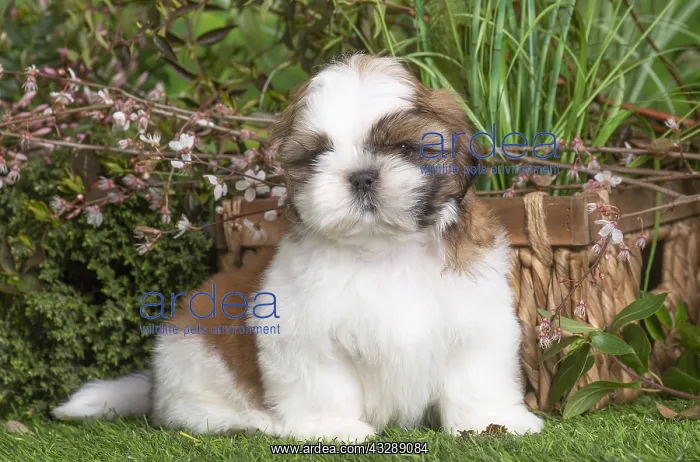 : Shih Tzu puppy outdoors in the garden : Shih Tzu puppy outdoors in the garden