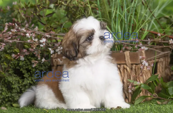 : Shih Tzu puppy outdoors in the garden : Shih Tzu puppy outdoors in the garden