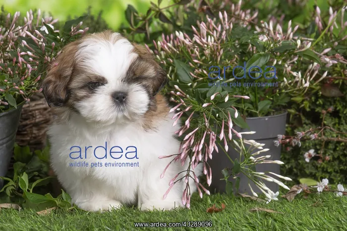 : Shih Tzu puppy outdoors in the garden : Shih Tzu puppy outdoors in the garden