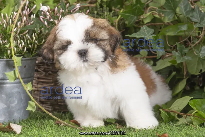 : Shih Tzu puppy outdoors in the garden : Shih Tzu puppy outdoors in the garden